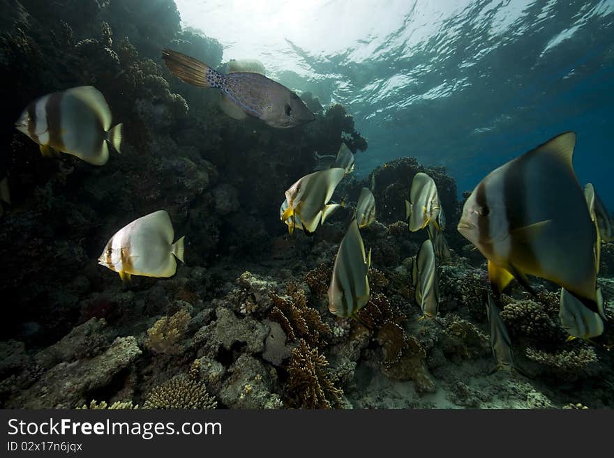 Underwater scenery at Yolanda reef taken in the Red Sea.