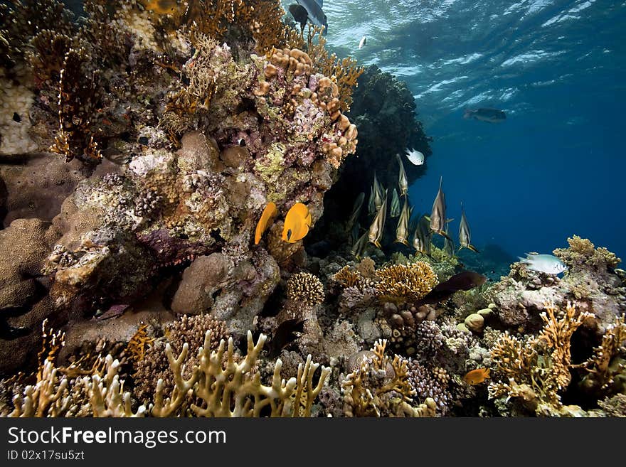 Underwater scenery at Yolanda reef taken in the Red Sea.