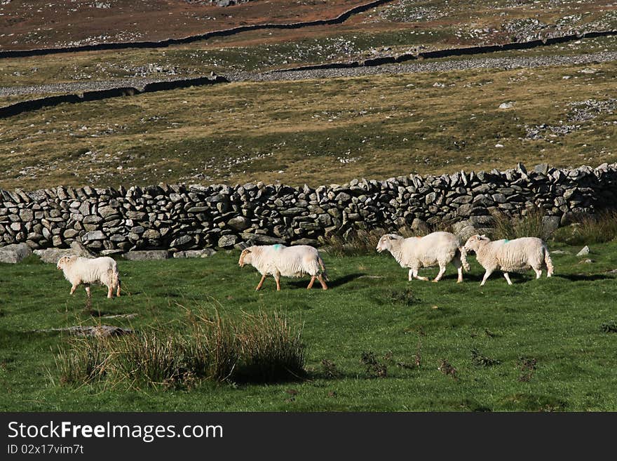 Sheep walking on green grass with dry stone walls across the mountainside. Sheep walking on green grass with dry stone walls across the mountainside.