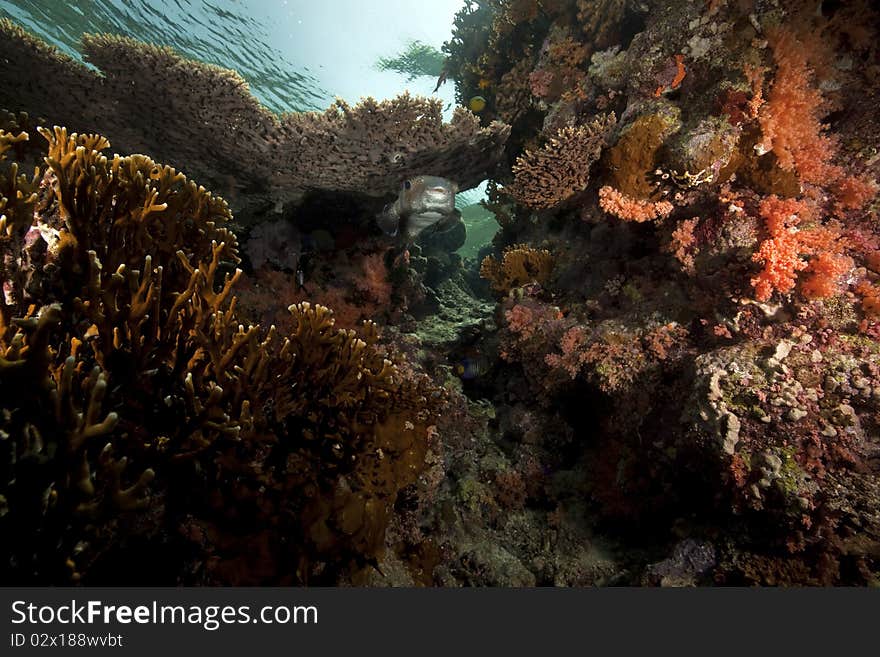 Porcupinefish and ocean taken in the Red Sea.