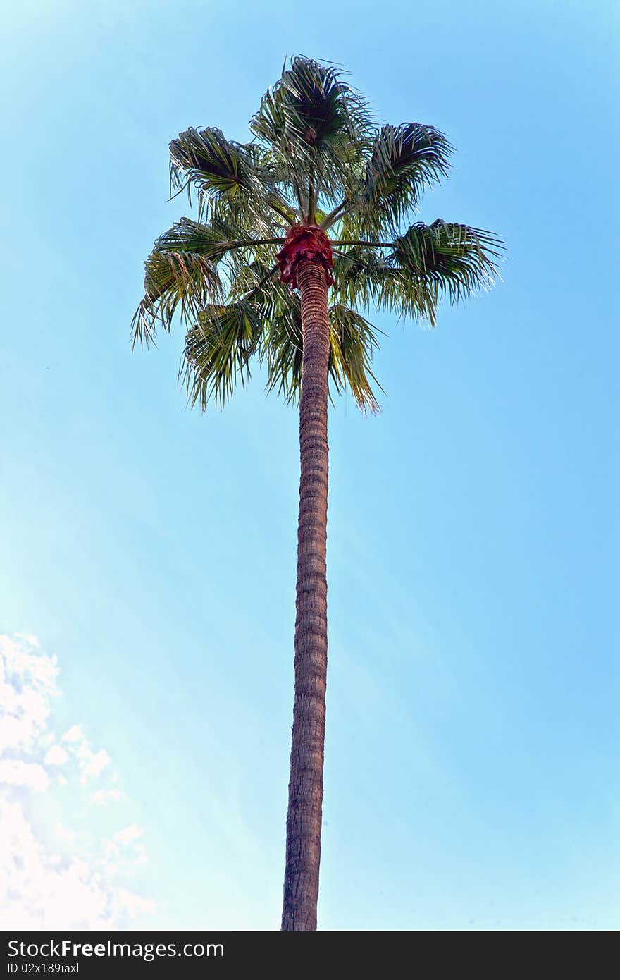 A palm tree in sunny day