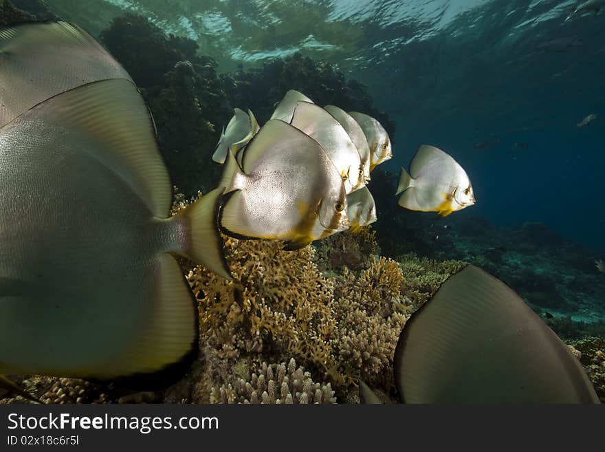 Spadefish and ocean taken in the Red Sea.