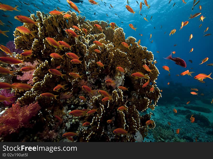 Underwater scenery at Yolanda reef