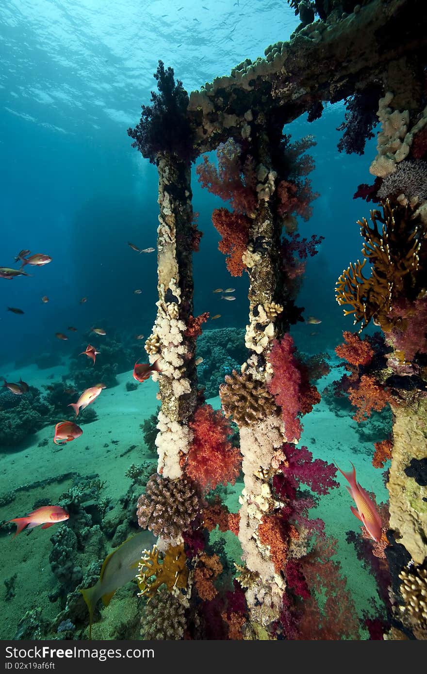 Cargo of the Yolanda wreck taken in the Red Sea.