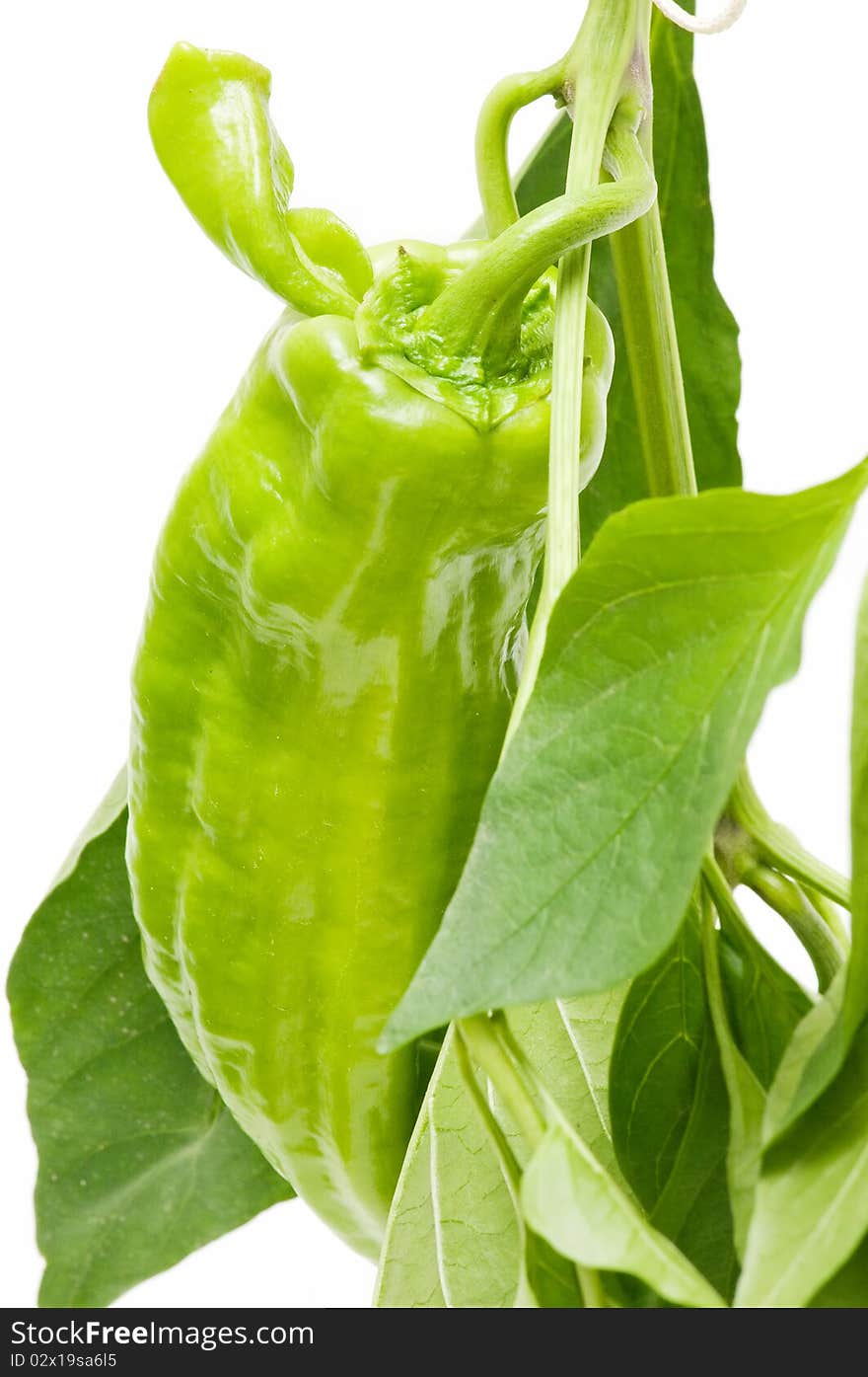 Ecological peppers isolated on white background