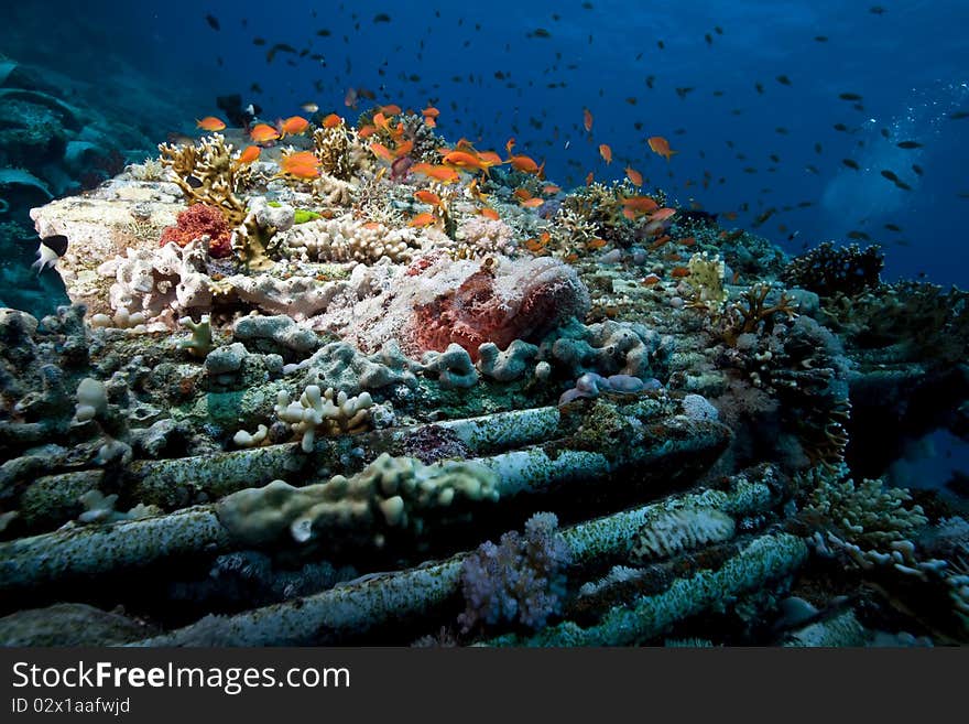 Scorpionfish on cargo of the Yolanda wreck