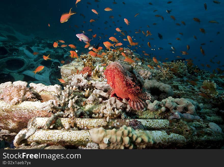 Scorpionfish On Cargo Of The Yolanda Wreck