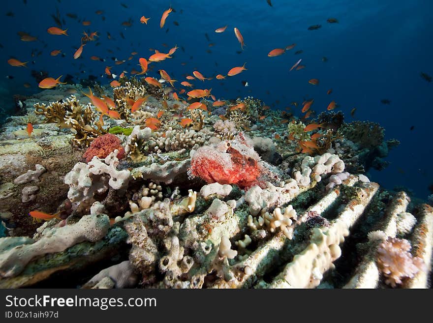 Scorpionfish on cargo of the Yolanda wreck