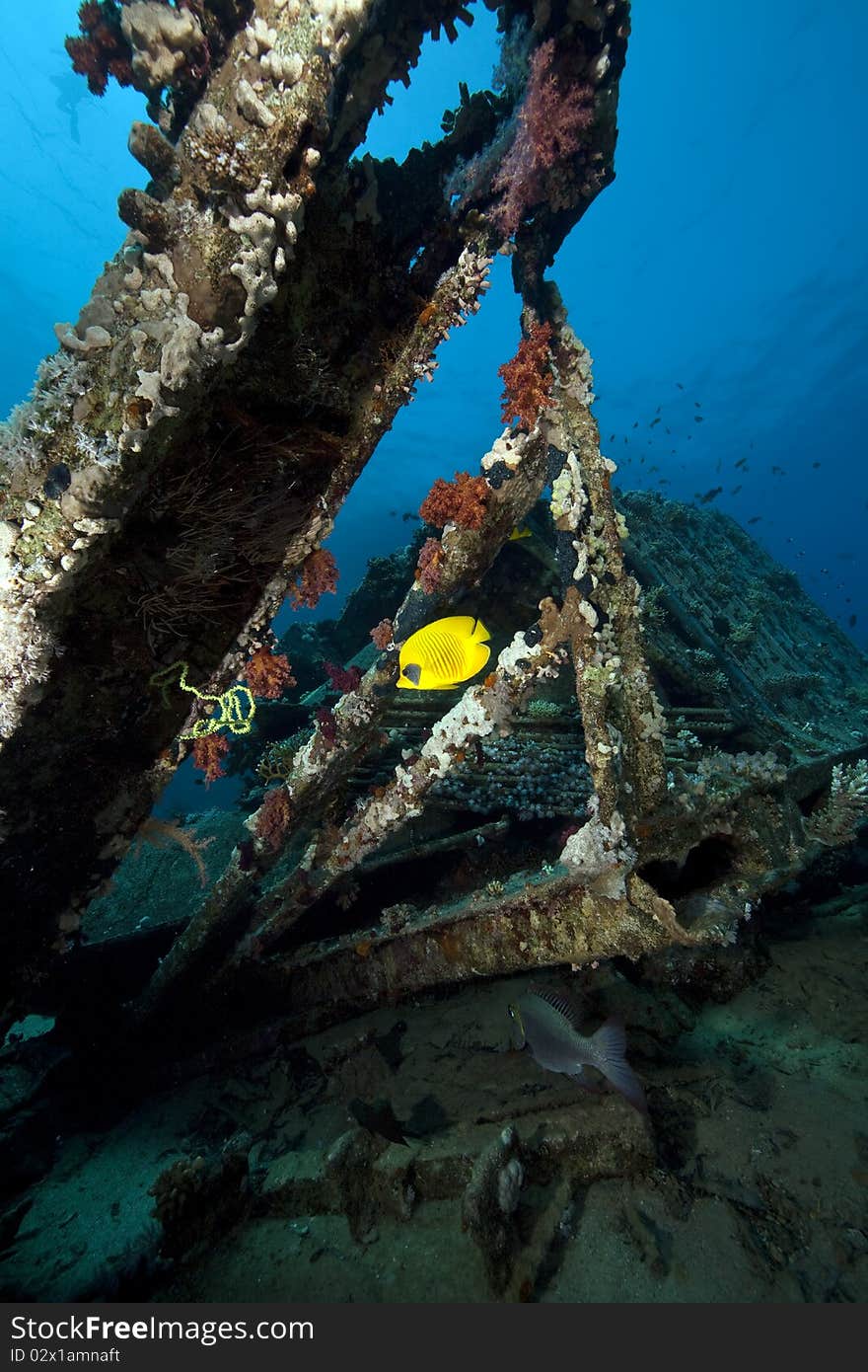 Butterflyfish On Cargo Of The Yolanda Wreck