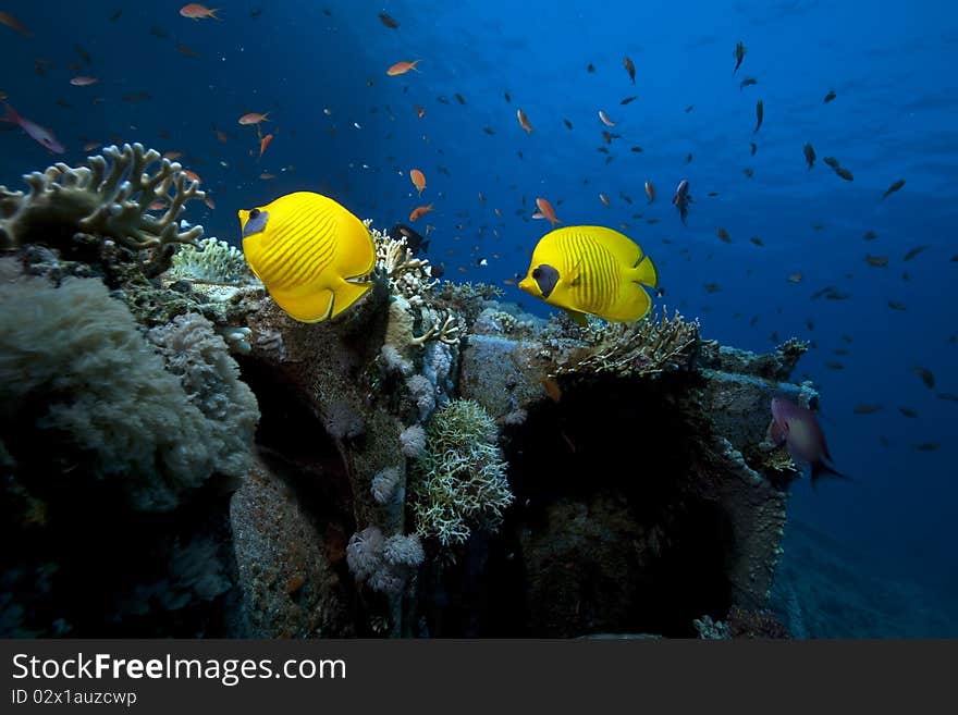 Butterflyfish on cargo of the Yolanda wreck