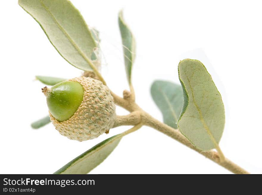 Oak acorns