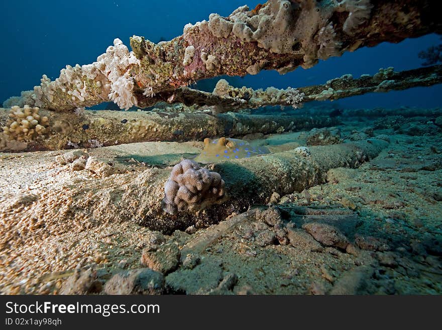 Bluespotted stingray on cargo of the Yolanda wreck