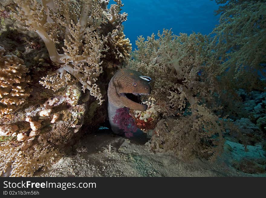 Giant moray and ocean taken in the Red Sea.