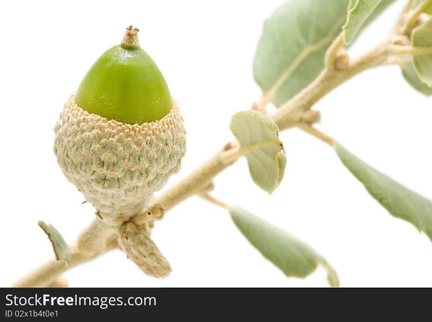 Oak acorns isolated on white background. Oak acorns isolated on white background