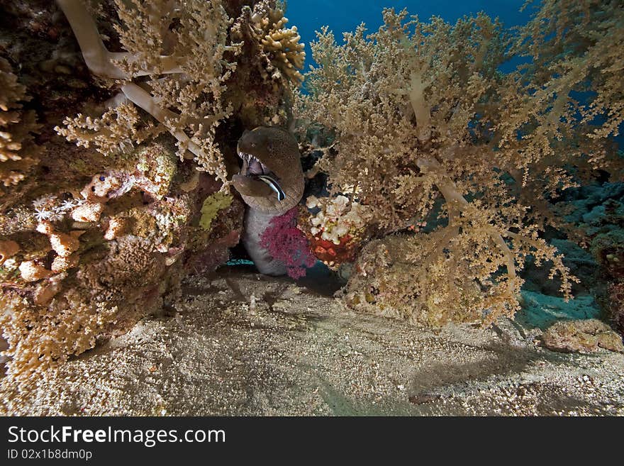 Giant moray and ocean taken in the Red Sea.