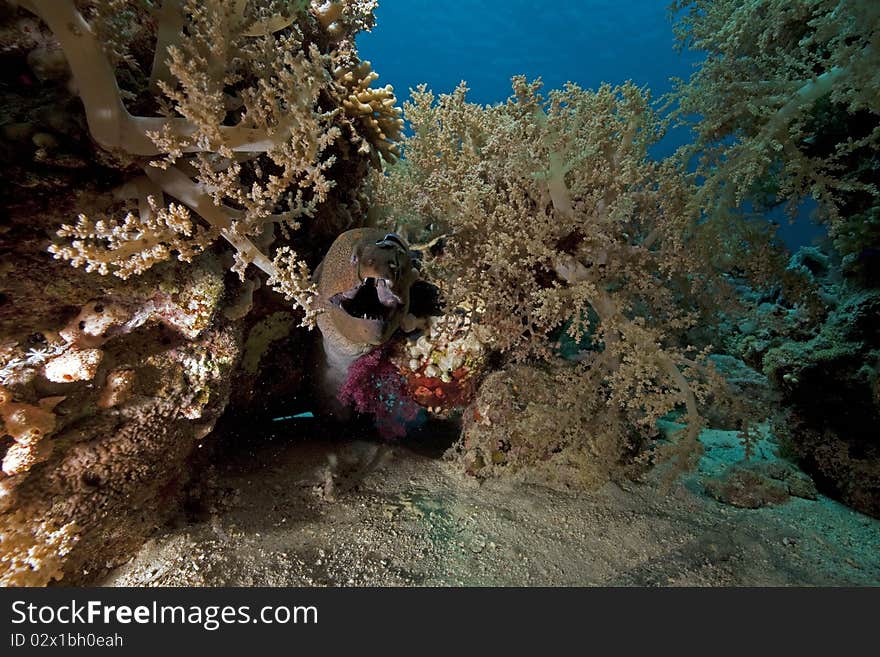 Giant moray and ocean taken in the Red Sea.