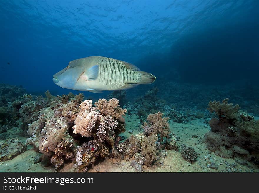 Napoleon wrasse and ocean taken in the Red Sea.