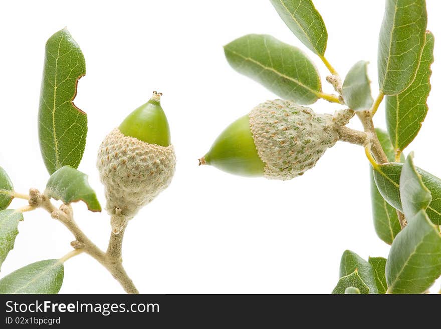 Oak acorns