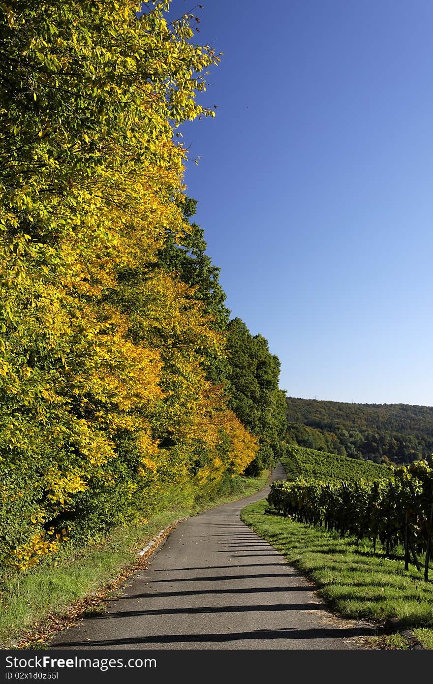 Vineyard and Forests