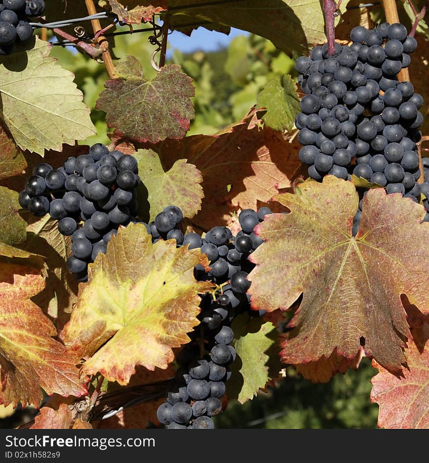 Vineyard with grapes, Autumn in the region of Württemberg, Germany