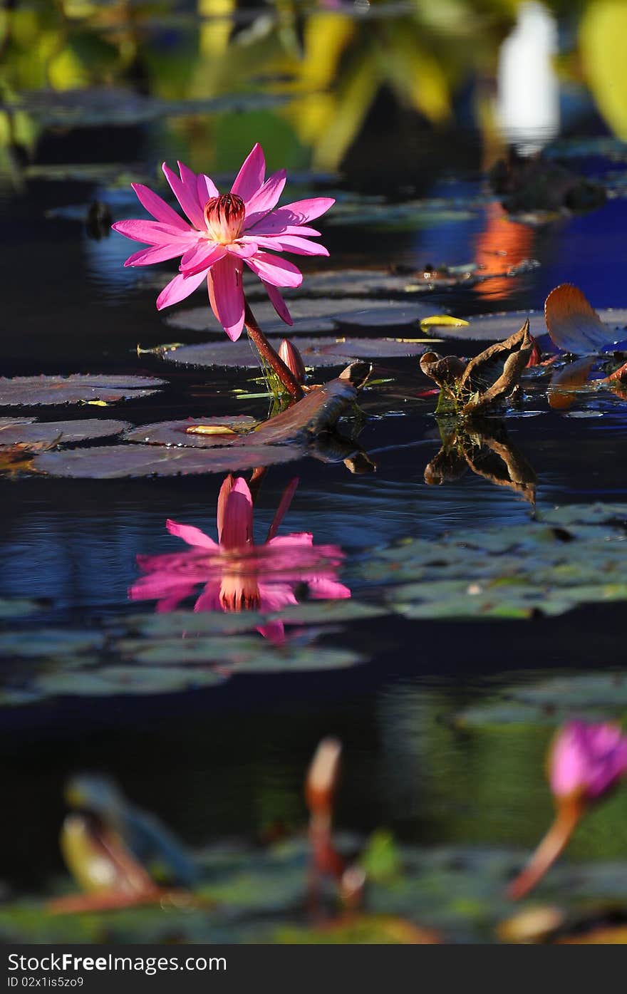 The lotus in yuanmingyuan park,beijing,china.