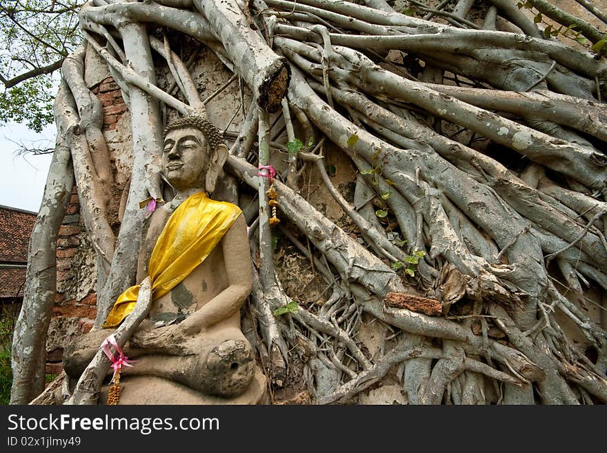 Buddha and Tree, Historical Park Ayutthaya, Thailand