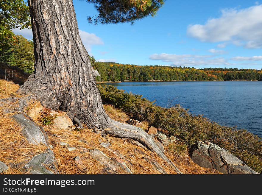Twisted tree trunk by an Autumn Lake. Twisted tree trunk by an Autumn Lake