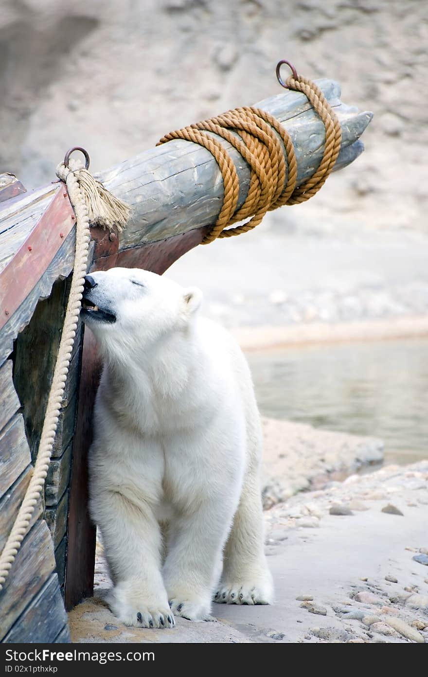 Happy polar bear near boat