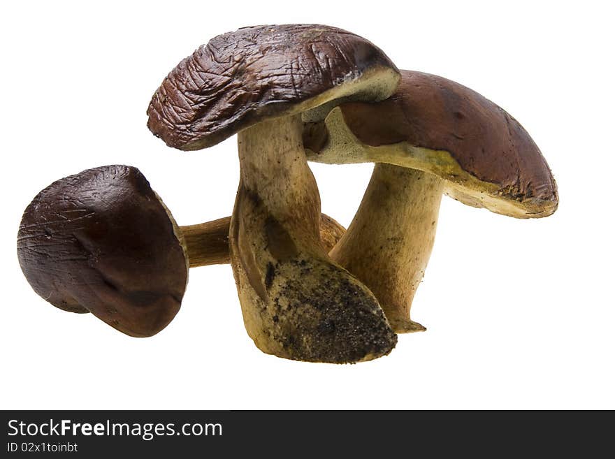 Three raw boletus badius