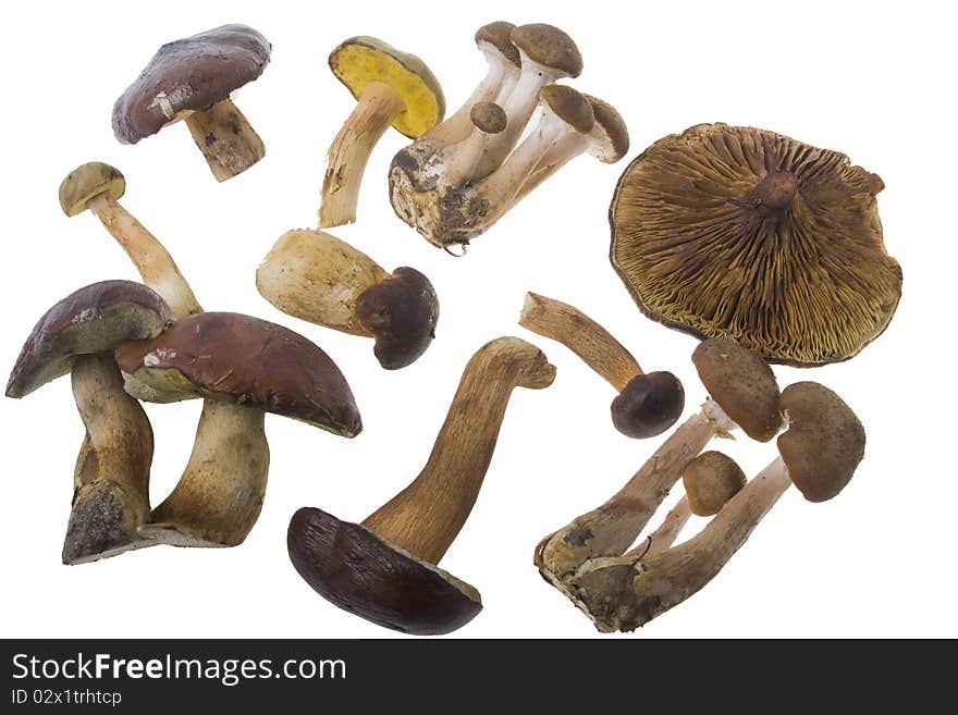 Collection of forest mushrooms