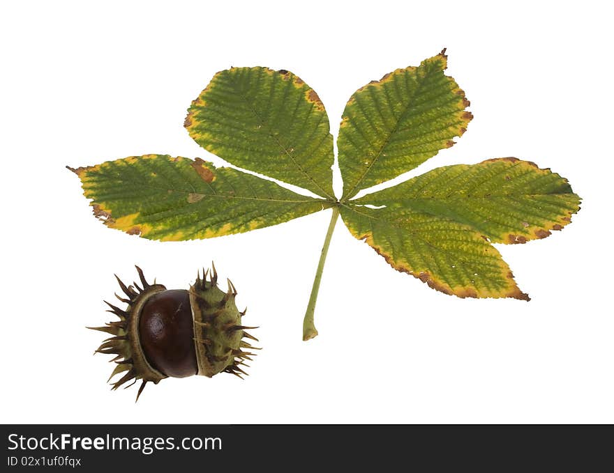 Autumn leaf of chestnut tree on white background