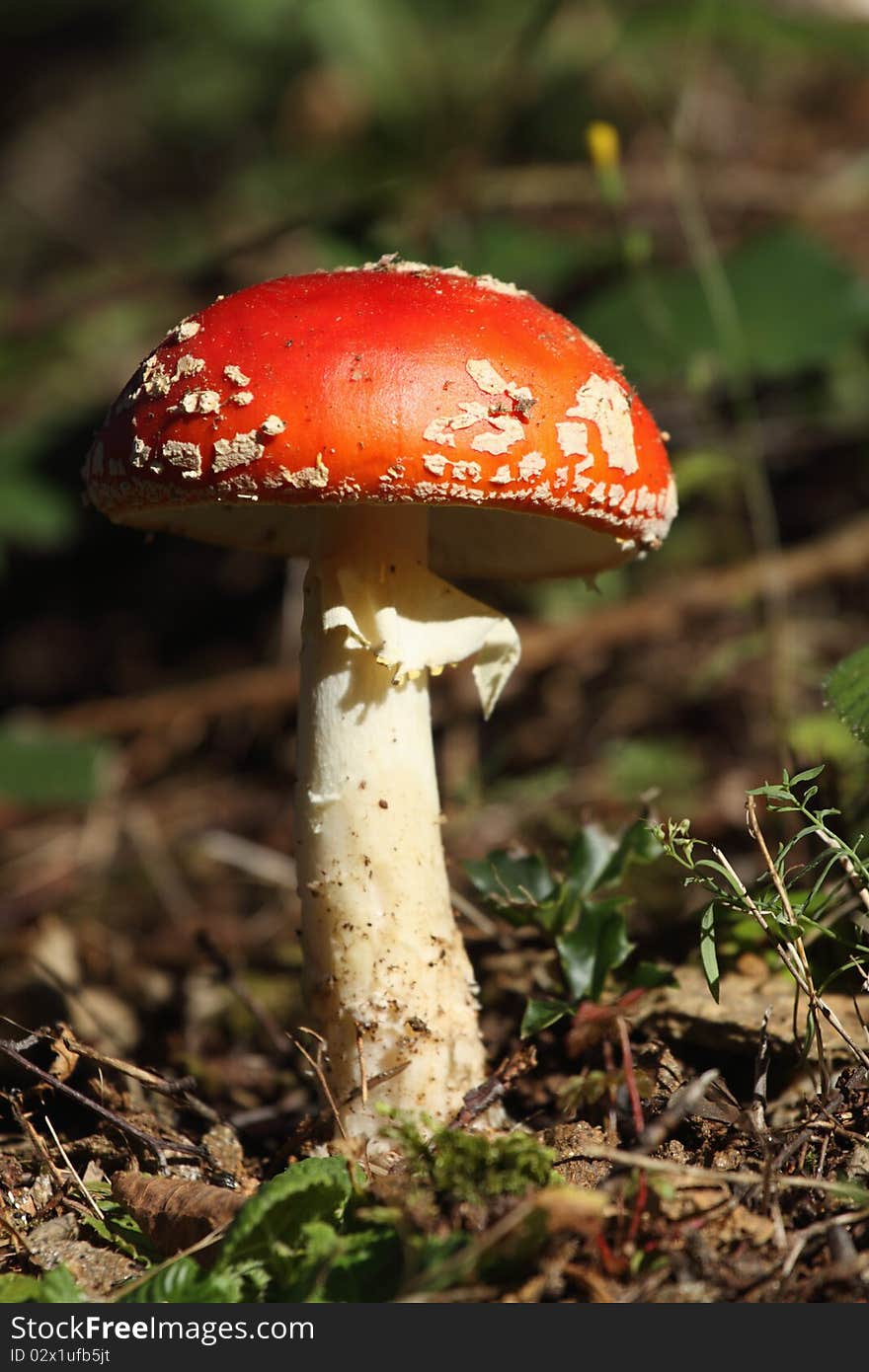 Details of a Amanita muscaria