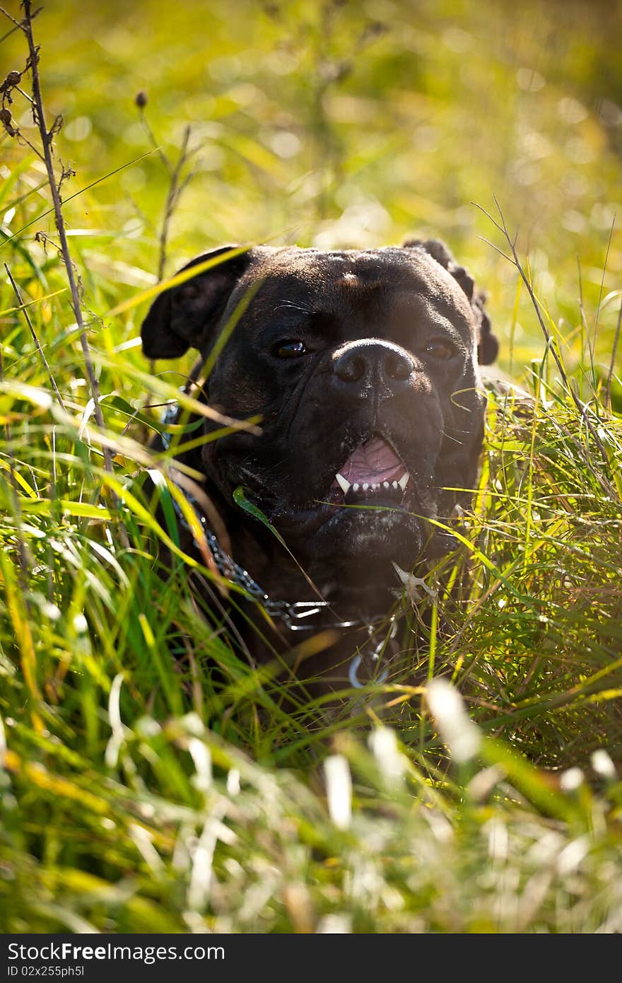 Boxer dog outdoor in high grass