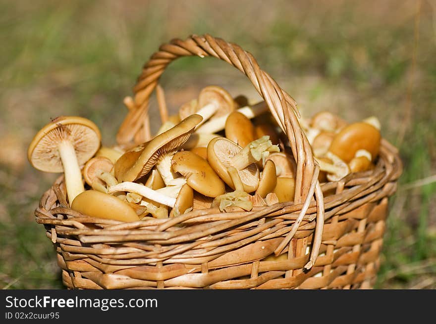 Basket With Mushrooms In Forest