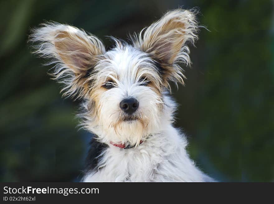 Close up of a 14 week old Jack Russel russell puppy sitting looking at the camera. Close up of a 14 week old Jack Russel russell puppy sitting looking at the camera