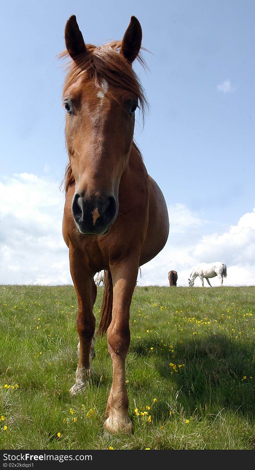 Portrait Of Wild Horse