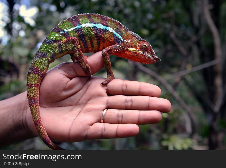 Chameleon in its natural environment, Madagascar. Chameleon in its natural environment, Madagascar.