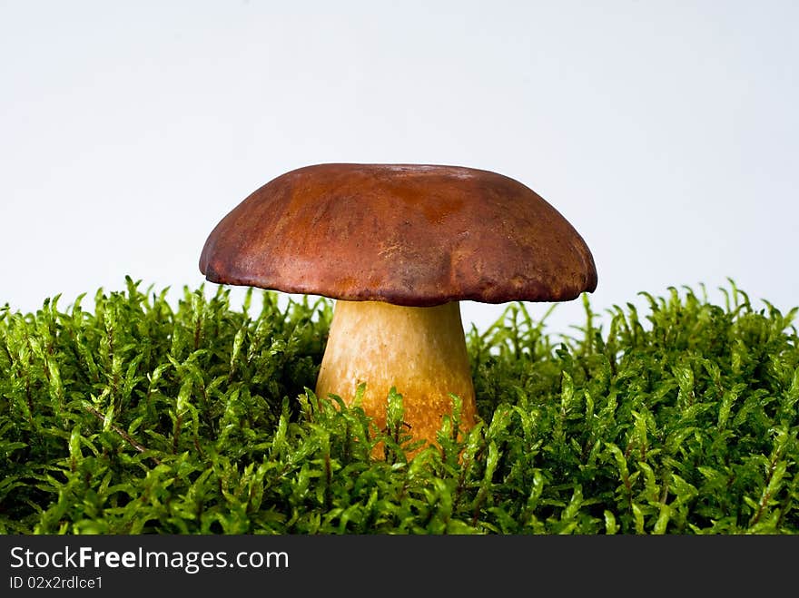 Young mushroom growing on green moss on the white background. Young mushroom growing on green moss on the white background