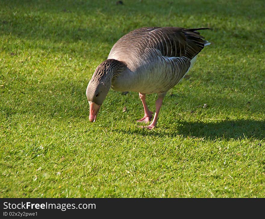 Greyleg goose (Anser anser) in Sonsbeek Park, Arnhem, The Netherlands