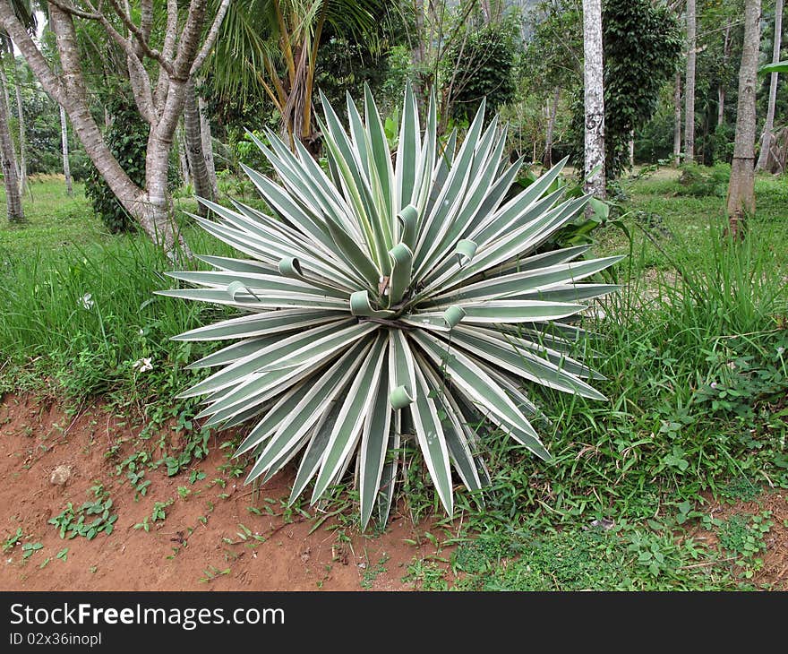 Agave variegata