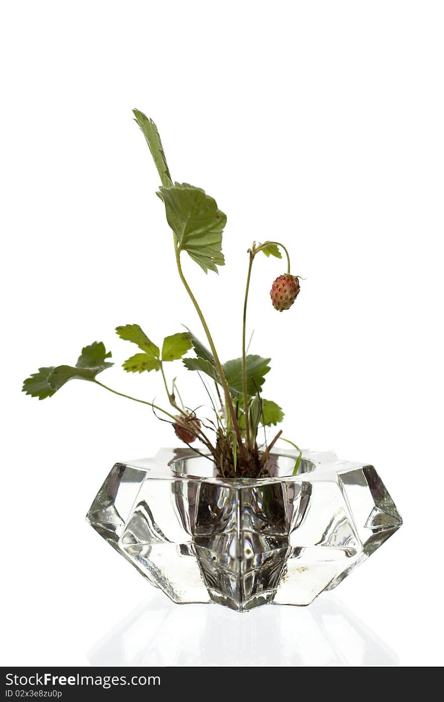 Wild strawberry growing from a crystal