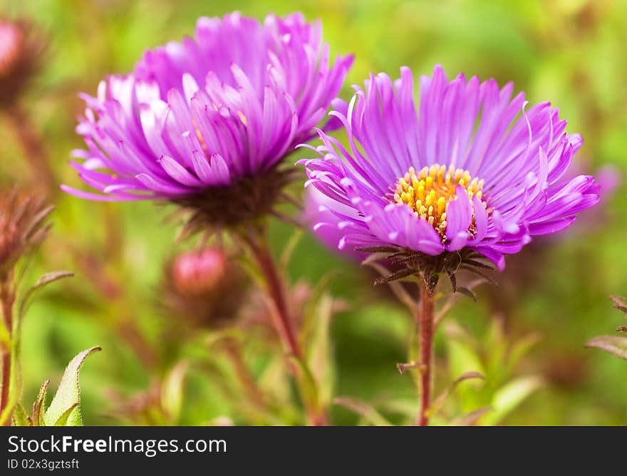 Daisy flower in the autumn