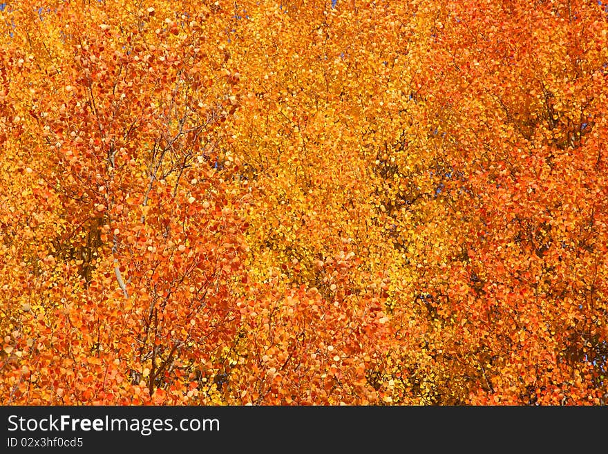 Aspen tree leaves good for autumn background