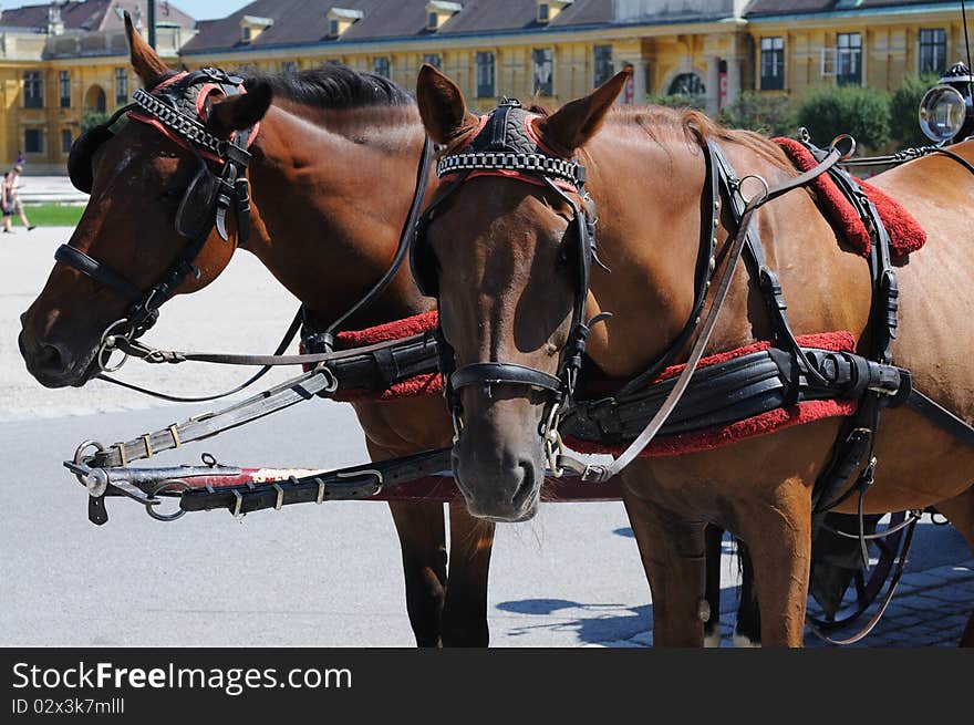 Brown horses harnessed to a cart