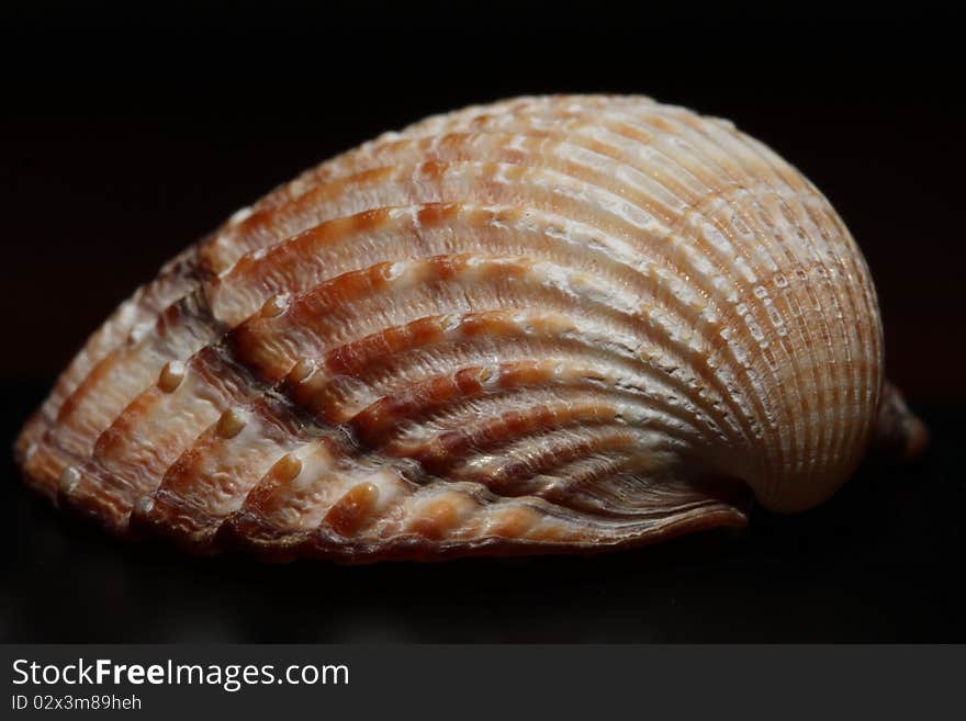 Sea Shell