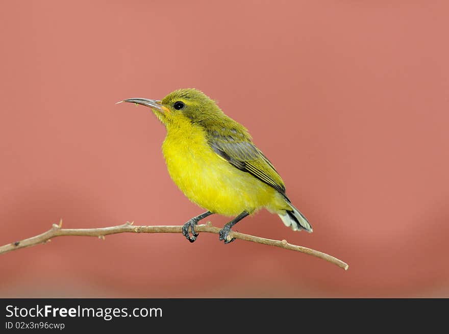 Young Sunbird