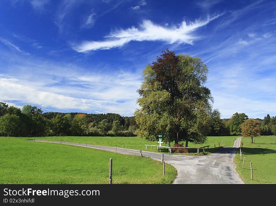 Road in a meadow