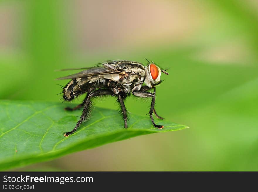 Closeup Image Of Housefly Resting On A Leaf