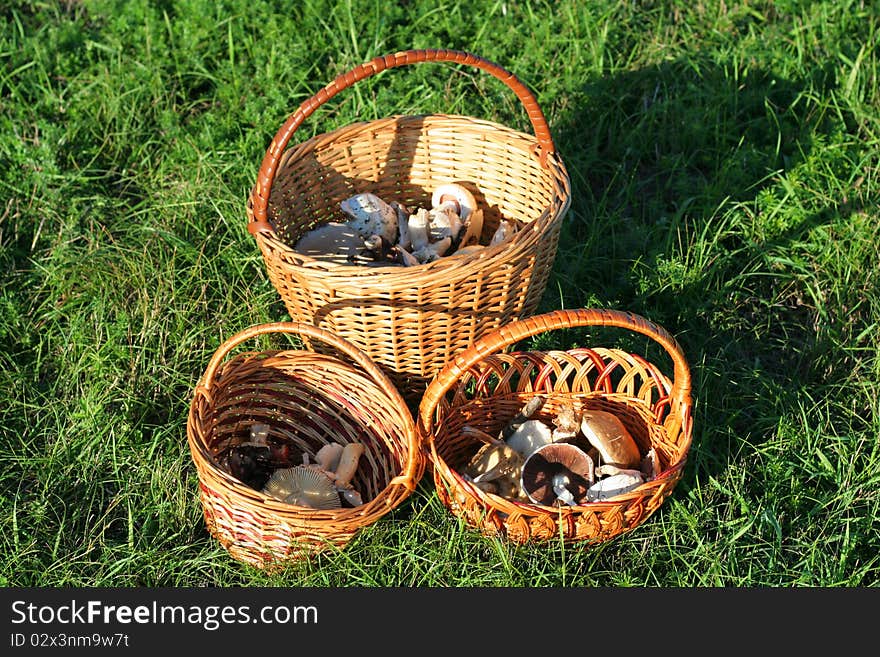 Wicker baskets with mushrooms on green grass