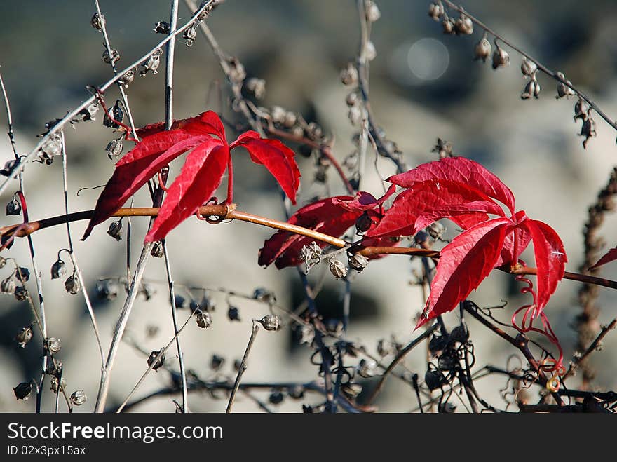 Red Autumn